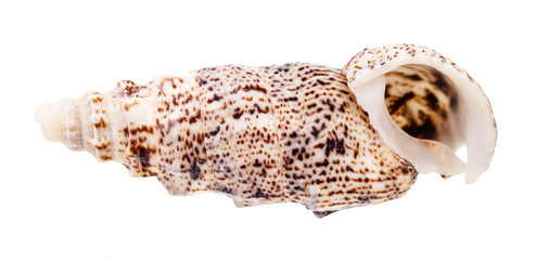empty shell of cerith mollusk isolated