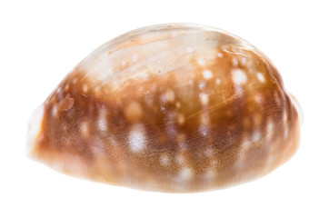 shell of cowry isolated on white