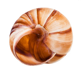 empty shell of roman snail isolated on white