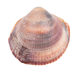 red brown conch of clam isolated on white