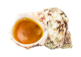 empty green and brown shell of whelk mollusc