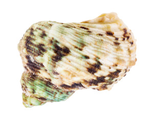 green and brown spotted conch of whelk mollusc