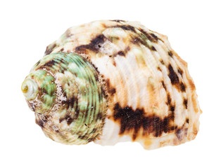 helix brown spotted shell of whelk mollusc