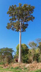 Fototapeta na wymiar The big tropical tree with sky background,Dipterocarpus alatus or Yang Na tree.