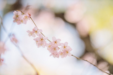 벚꽃