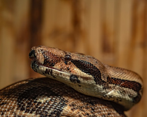 Close-up of a python sliding on a tree. A photo of a reticulated python head in profile view