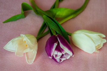 Lovely tender flowers of tulips of purple and creamy white color. Still life. green leaves. Calm pink and brown background