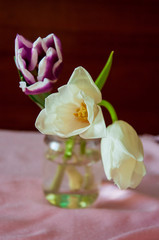 Lovely tender flowers of tulips of purple and creamy white color. Still life. green leaves. Calm pink and brown background