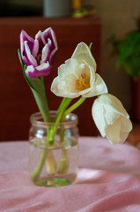 Lovely tender flowers of tulips of purple and creamy white color. Still life. green leaves. Calm pink and brown background