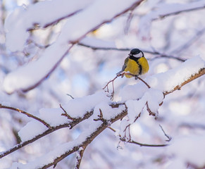 Titmouse on a snowy winter day