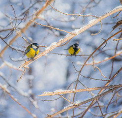 Titmouse on a snowy winter day