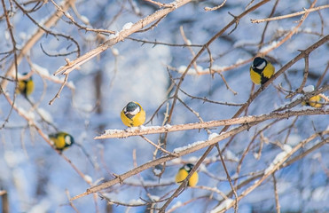 Titmouse on a snowy winter day