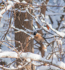 reddish chest bullfinch sitting on a tree branch.