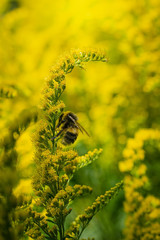 bumblebee collects flower nectar of goldenrod