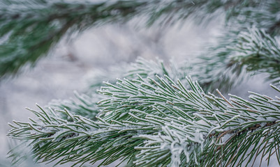 Fir branch in snow