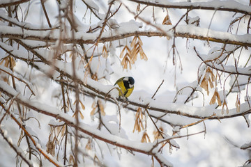 Titmouse on a snowy winter day