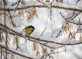 Titmouse on a snowy winter day