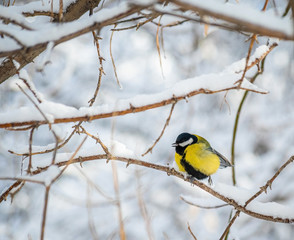Titmouse on a snowy winter day