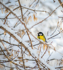 Titmouse on a snowy winter day