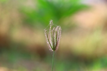 blooming flower close up for texture