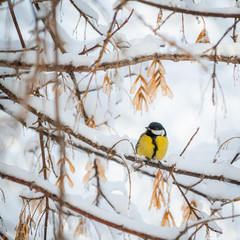 Titmouse on a snowy winter day