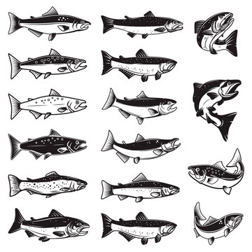 Set of Illustrations of salmon fish in engraving style. Design element for logo, label, sign, emblem, poster. Vector illustration