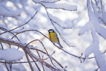 Titmouse on a snowy winter day