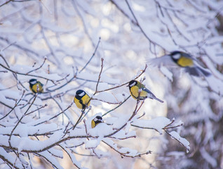 Fototapeta premium Titmouse w śnieżny zimowy dzień