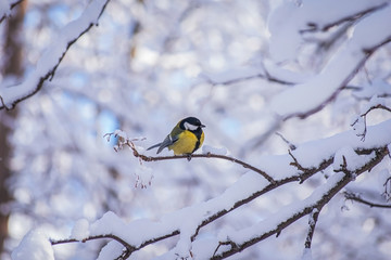 Titmouse on a snowy winter day