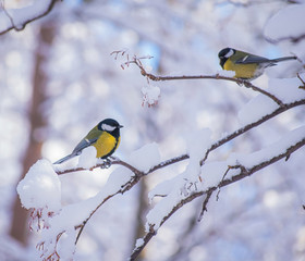 Titmouse on a snowy winter day