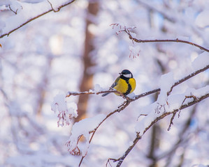 Titmouse on a snowy winter day