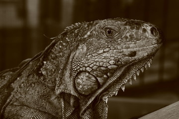 Gran reptil