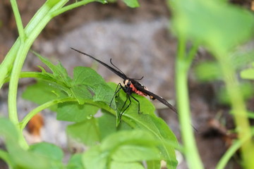 resting A butterfly on potato leaf in day