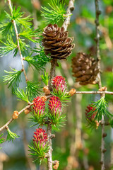 Young fir cones close up on a branch at spring