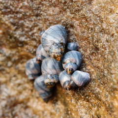 Common Periwinkles on a wet rock beside Sydney Harbour