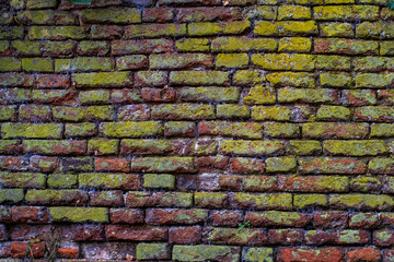 Fototapeta premium Old brick wall crumbling from old age with crumbling bricks and a binder solution with green moss growing out of a slit