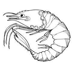 Sea Shrimp Coloring Book. Hand drawing coloring book for children and adults.