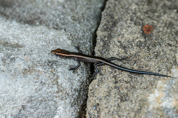Delicate Skink on a wall