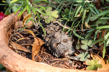 A fallen banksia seed case in a garden