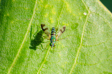 Green Long-legged Fly on a leaf