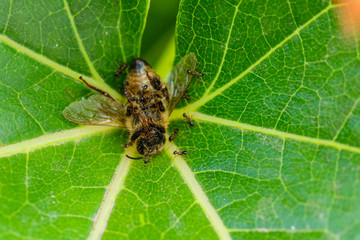 Dolly Ants breaking down a dead Honeybee on a leaf