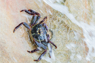 Red Rock Crab eating a starfish on the rocky shore