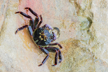Red Rock Crab eating a starfish on the rocky shore