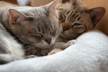 sleepy Australian mist cats