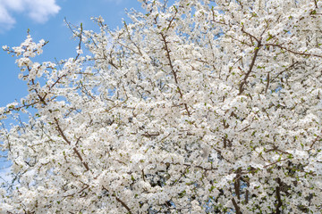 Blooming white sakura cherry blossom flowers close-up