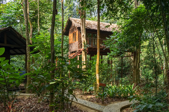 Wooden tree house bungalow in rainforest 