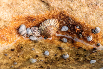 Shellfish at the edge of a rockpool