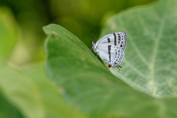 ミズイロオナガシジミ