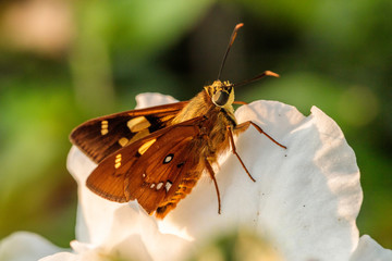 Skipper on a flower in a garden