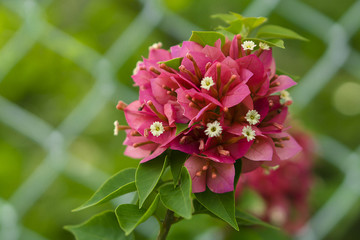pink hibiscus flower
